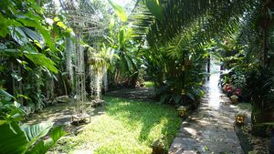 A magic tropical garden