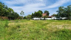 Across the plots towards the driveway