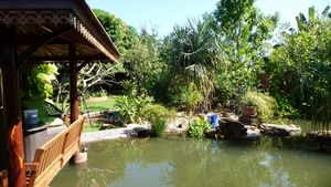 Large natural ponds with Kois and fish
